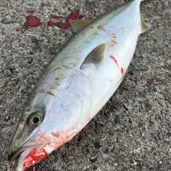 メジロ、ハマチ、サゴシ！