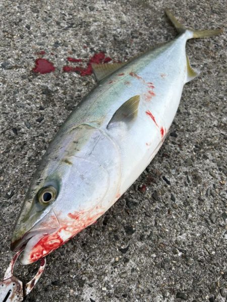 メジロ、ハマチ、サゴシ！