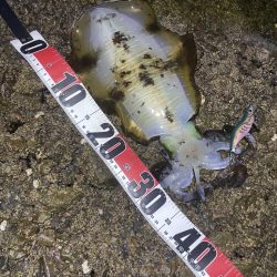 アオリイカもう少しで1kg