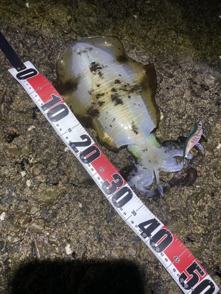 アオリイカもう少しで1kg