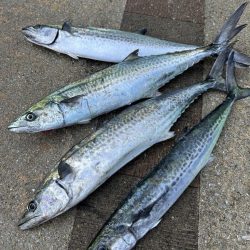 ショアジギング