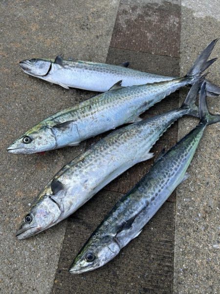 ショアジギング