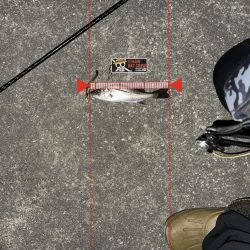 どんどん小さくなる…