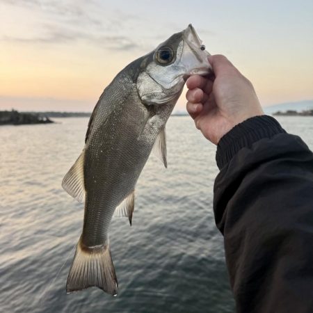 久しぶりの海釣り