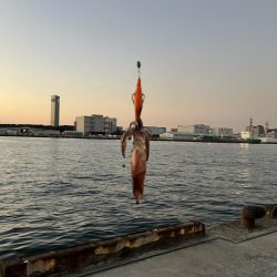 ヒイカが爆釣していると噂