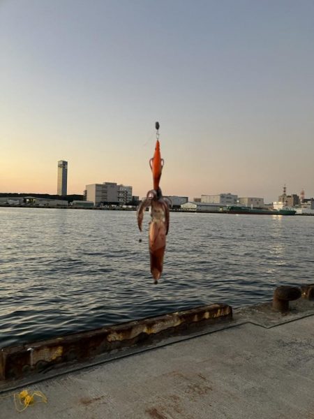 ヒイカが爆釣していると噂