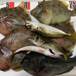 激風のシロギスタ