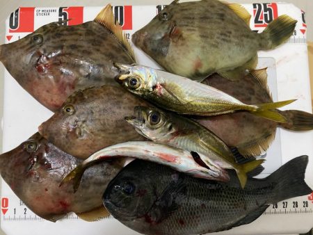 激風のシロギスタ