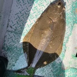 銚子沖、イワシ泳がせヒラメ