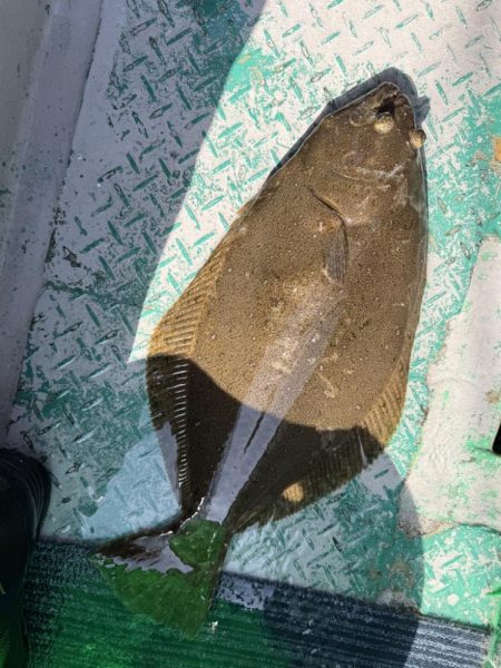 銚子沖、イワシ泳がせヒラメ