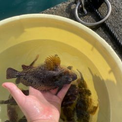 数釣りできました。