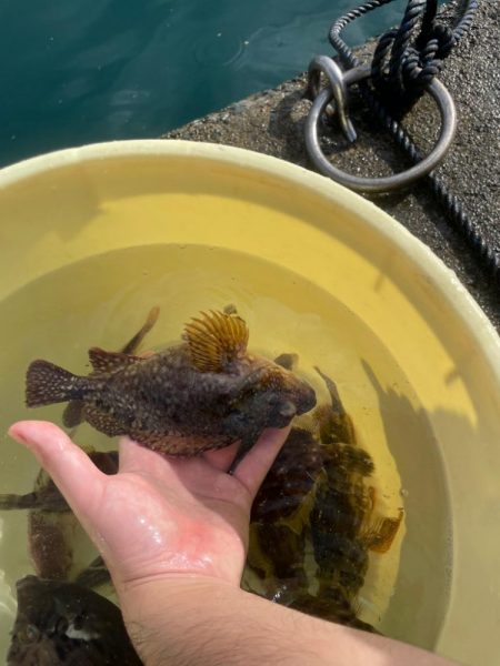 数釣りできました。