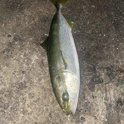 魚の爆釣