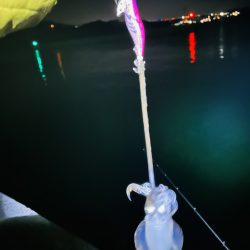 【淡路島】秋イカ探し