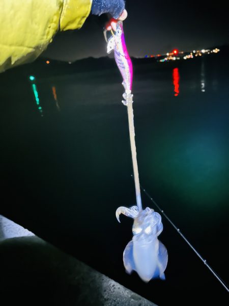 【淡路島】秋イカ探し