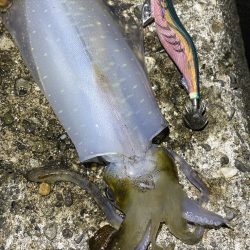 良型アオリイカ