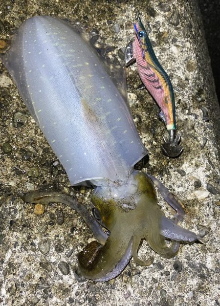 良型アオリイカ