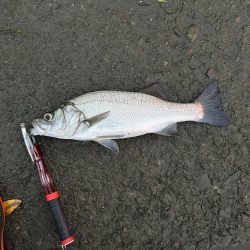 ヒラスズキとキビレ