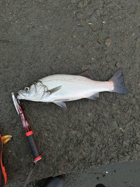 ヒラスズキとキビレ