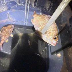 子供と釣りデート