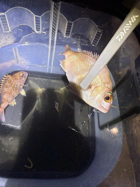 子供と釣りデート