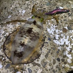 初のポイントで潮が効いたタイミングで連チャン！