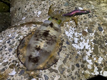 初のポイントで潮が効いたタイミングで連チャン！