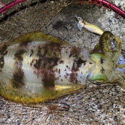 少々の波でもただ巻きエギングなら釣れる！