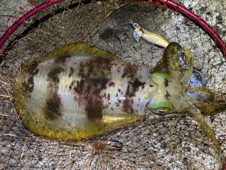 少々の波でもただ巻きエギングなら釣れる！