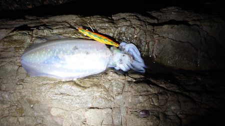 エギング、アジング