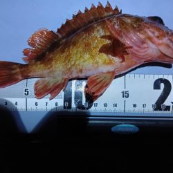 深夜と、朝と。フカセなど