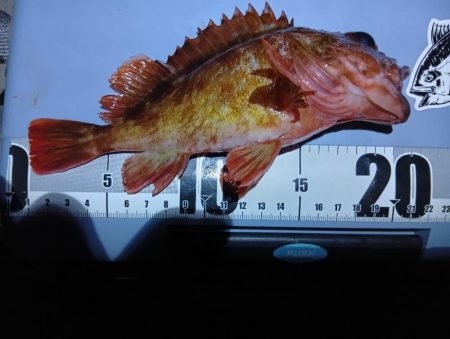 深夜と、朝と。フカセなど