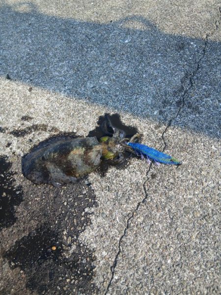 厳しい沖堤(泣)