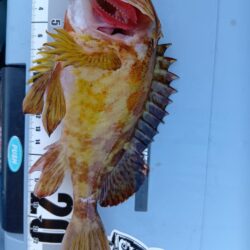 冬の穴釣り開始＆アタリの日