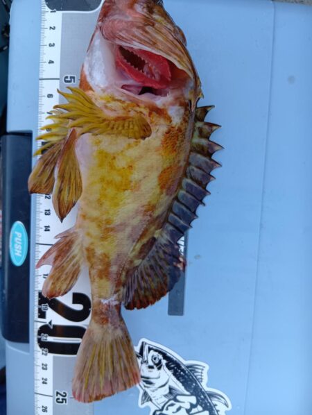 冬の穴釣り開始＆アタリの日