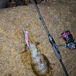 新居浜エギング