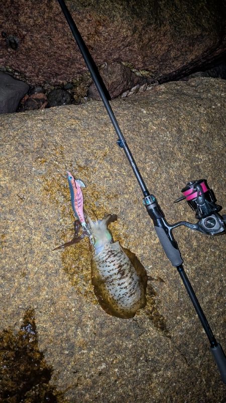 新居浜エギング