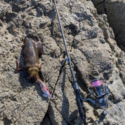 新居浜エギング