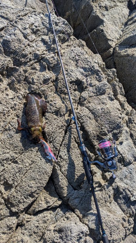 新居浜エギング