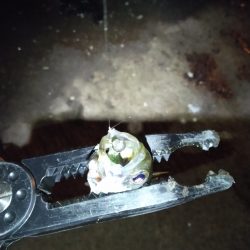 強風ベイトフィネス!