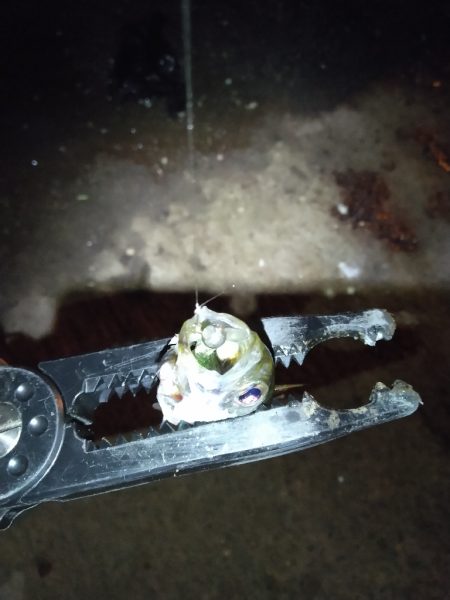 強風ベイトフィネス!