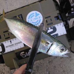 鯖にやられた日