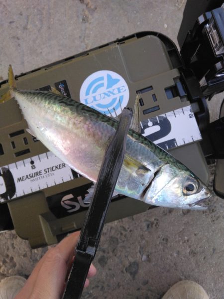 鯖にやられた日