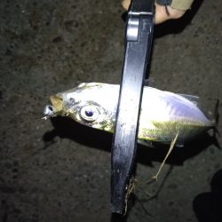 どこでやっても豆鯵!