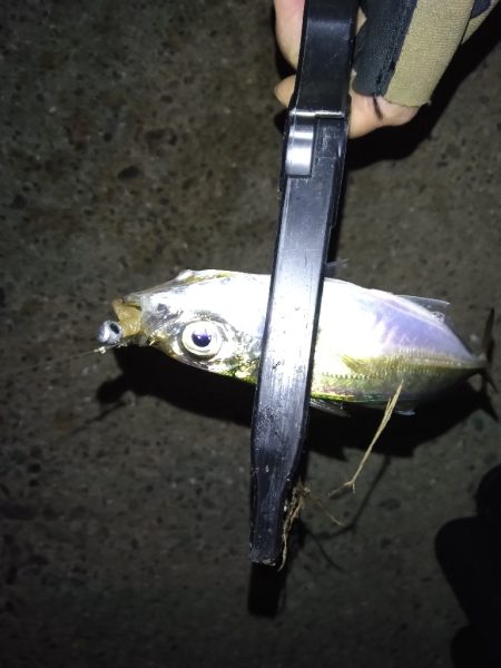 どこでやっても豆鯵！