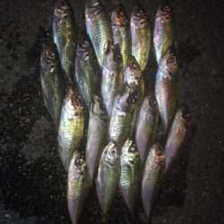 イカはまだのようです。