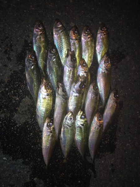 イカはまだのようです。