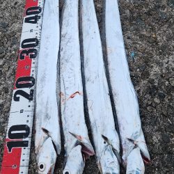 釣り易い釣れない魚