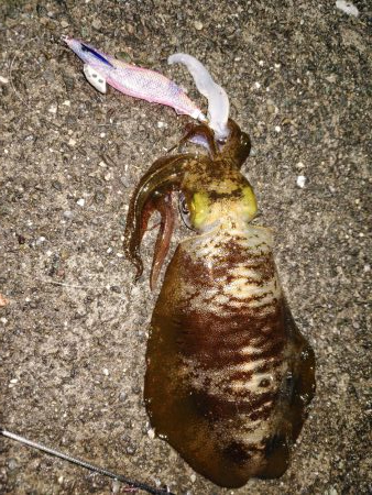 犬熊漁港でエギング