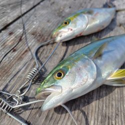 筏でショアジギング